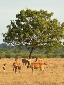 Baluran 1